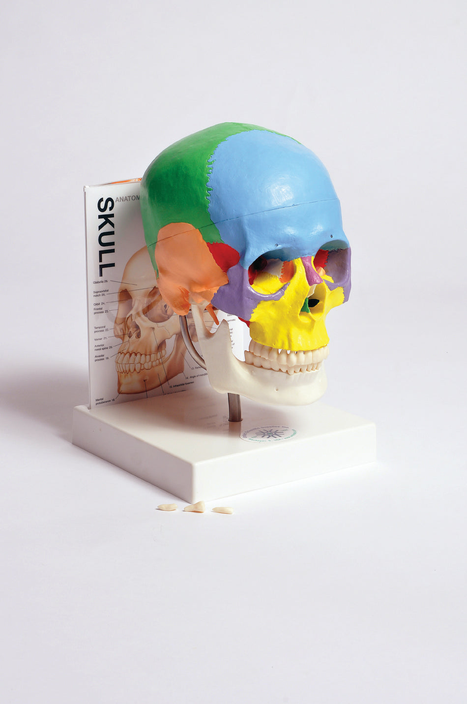 MASKU1 Human Skull Model with Fold-Out Guide