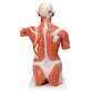 VA16 Life size Muscle Torso Model, 27 part