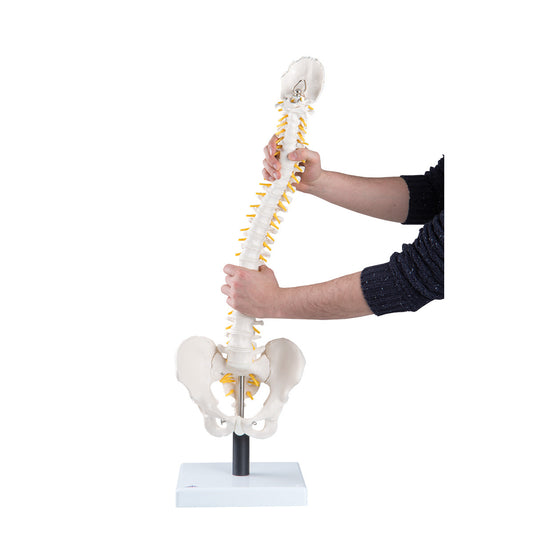 VB84 Flexible Spine Model with Soft Intervertebral Discs