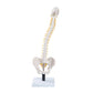 VB84 Flexible Spine Model with Soft Intervertebral Discs