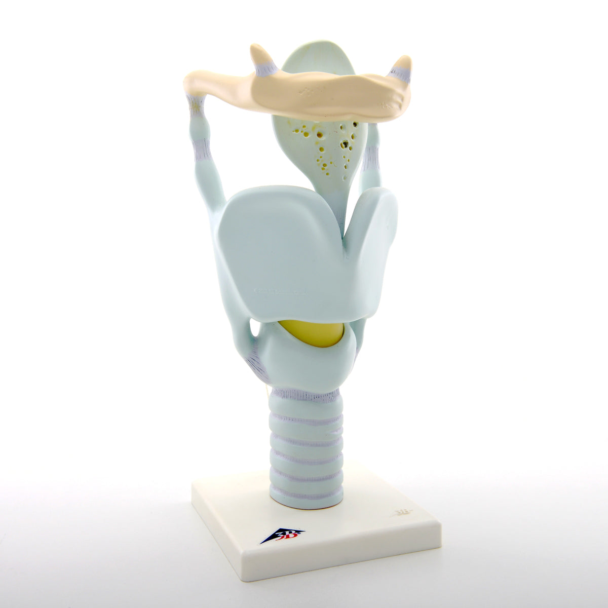 VC219 Functional Larynx Model, 3 Times Full-Size