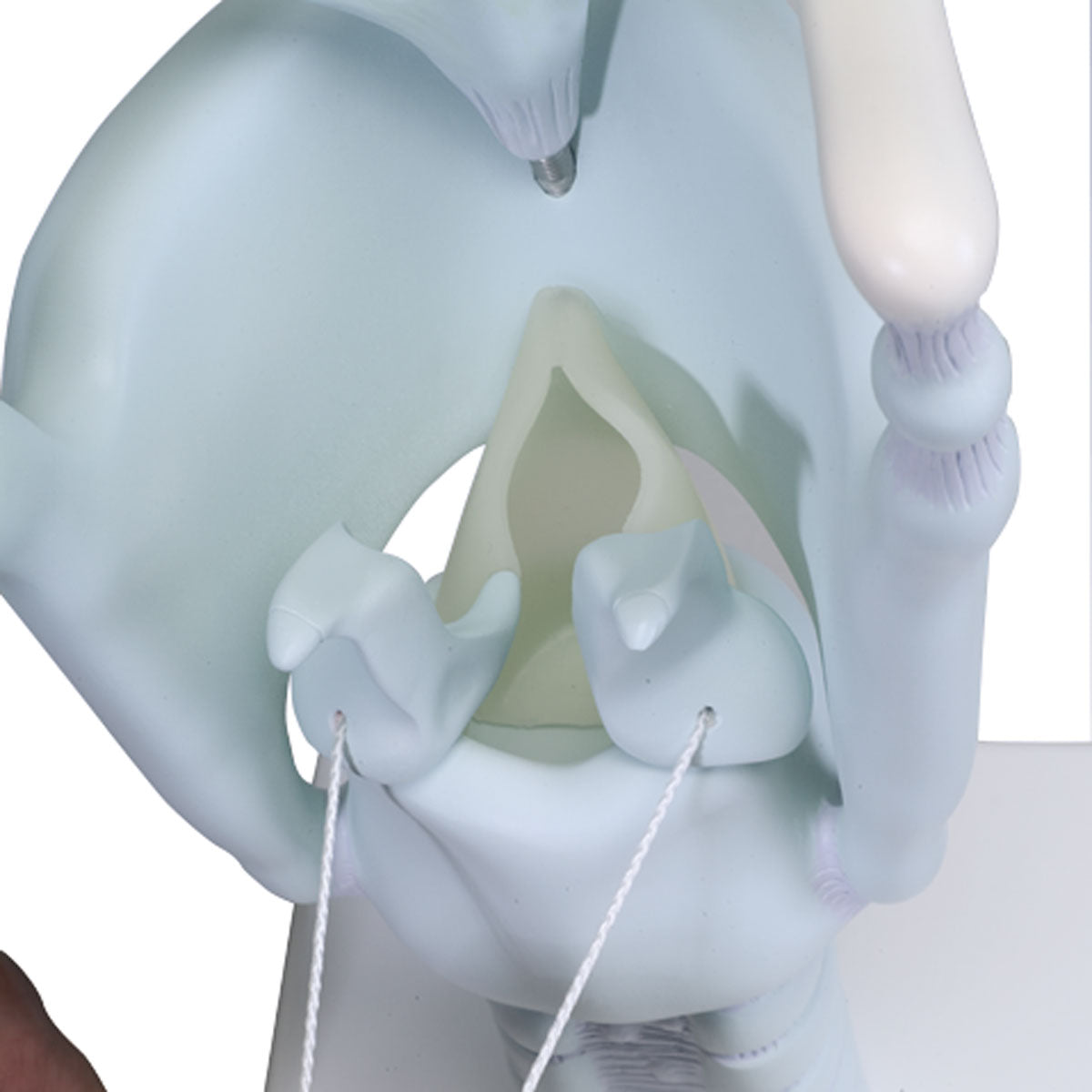 VC219 Functional Larynx Model, 3 Times Full-Size