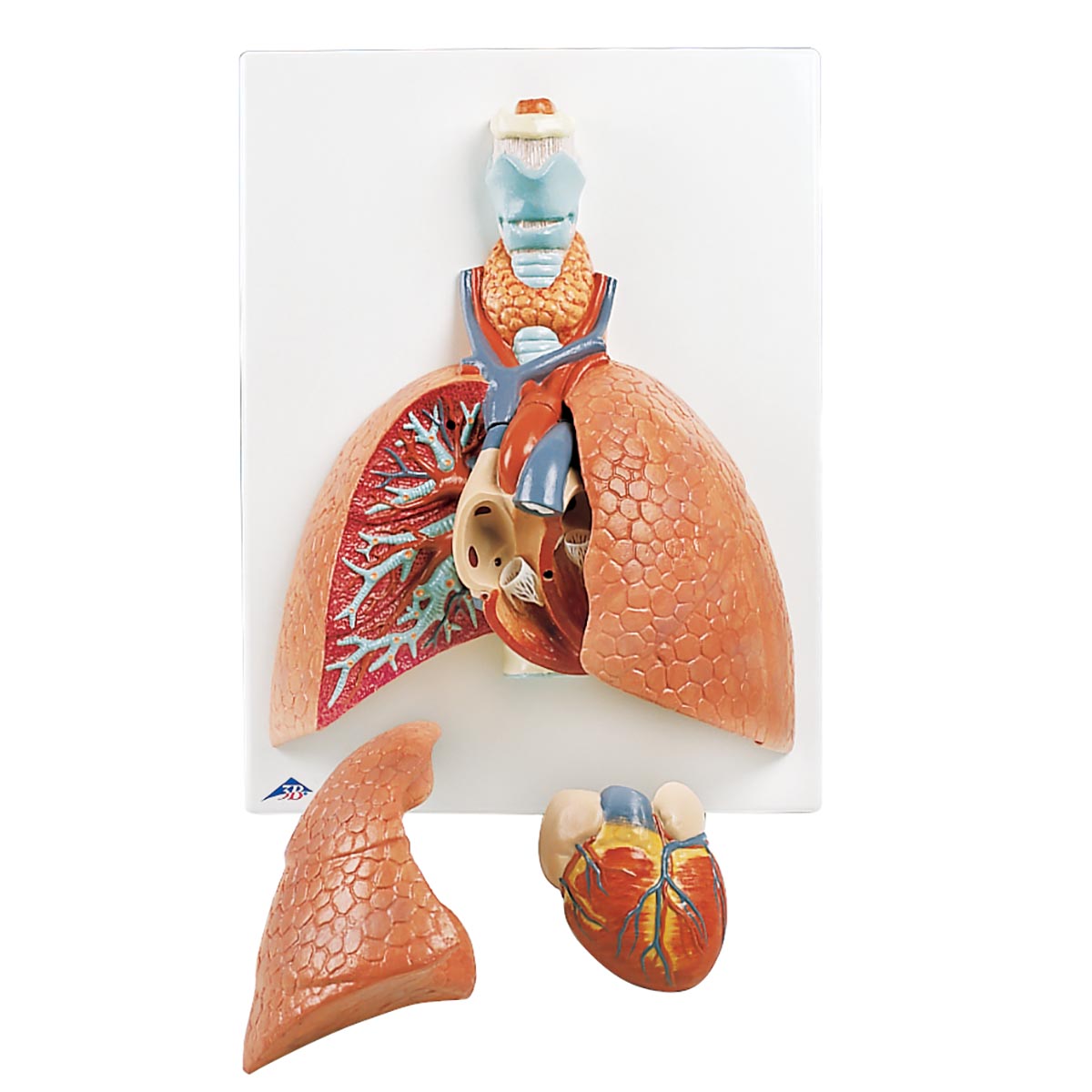 VC243 Lung Model with Larynx, 5 part