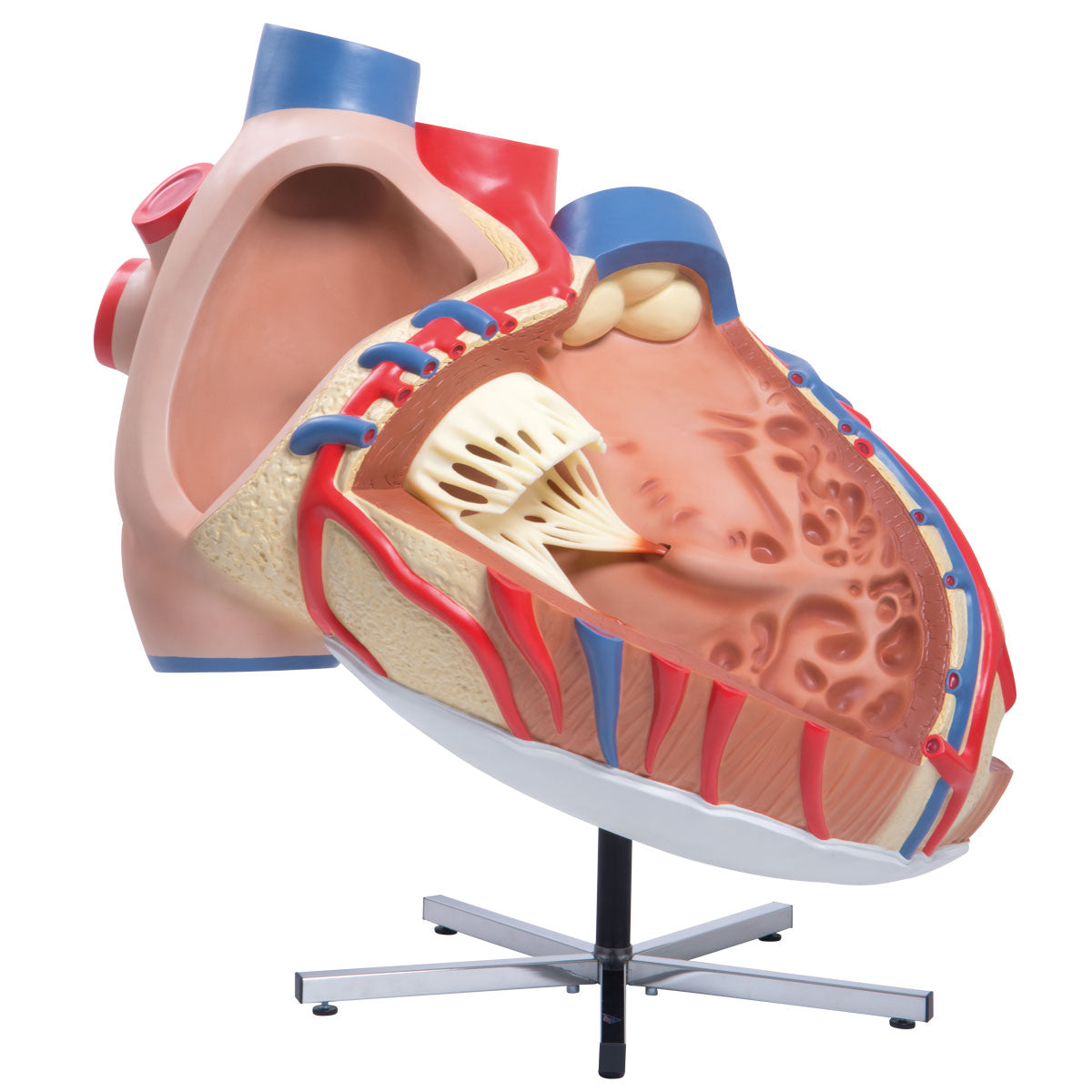 VD250 Giant Heart, 8 Times Life Size