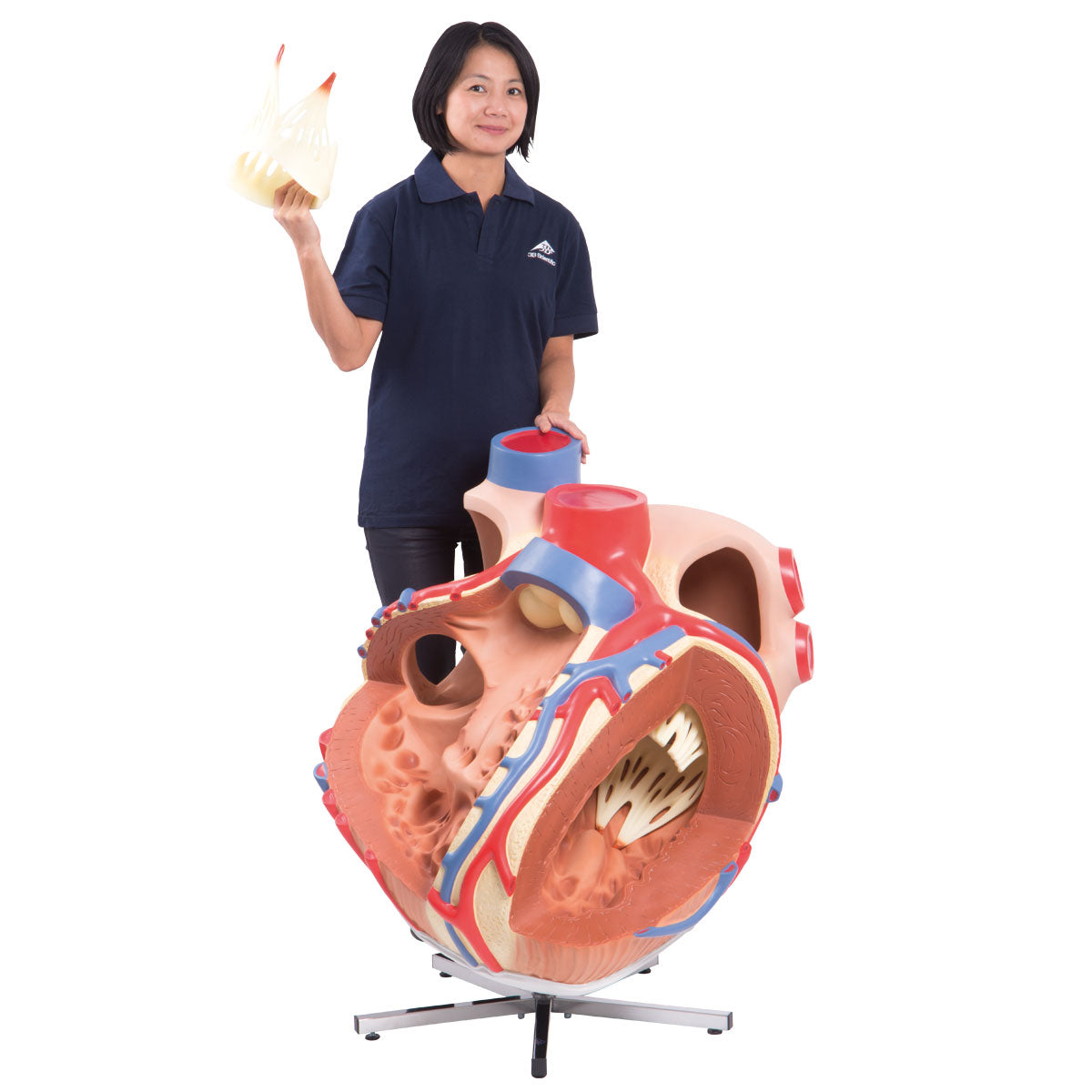 VD250 Giant Heart, 8 Times Life Size