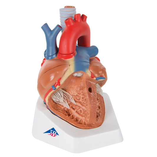 VD253 Heart, 7 part