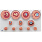 VG391 Embryonic Development Model in 12 Stages