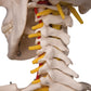 A15 Flexible Human Skeleton Model Fred - 3B Smart Anatomy