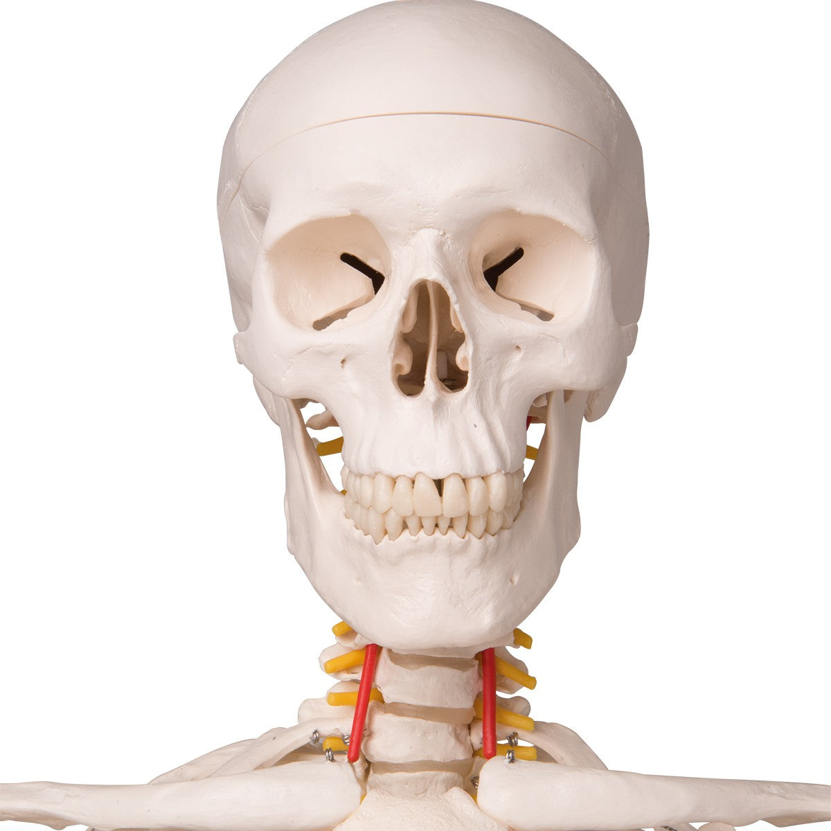 A15 Flexible Human Skeleton Model Fred - 3B Smart Anatomy