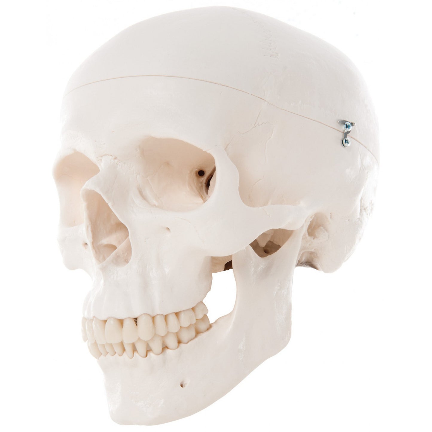 A20 Classic Human Skull Model, 3 part - 3B Smart Anatomy