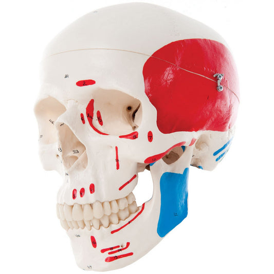 A23 Classic Human Skull Model painted, 3 part - 3B Smart Anatomy