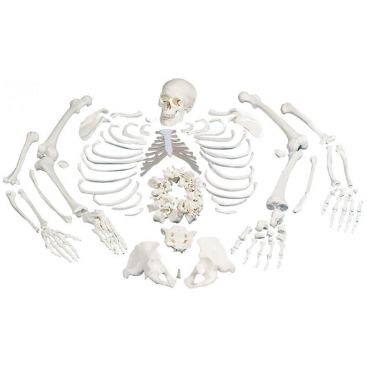 A05/1 Disarticulated Full Human Skeleton with 3 Part Skull
