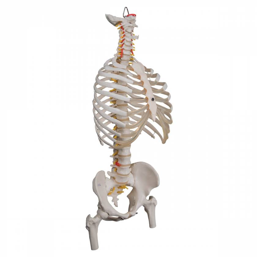 A56/2 Classic Flexible Human Spine Model with Ribs & Femur Heads - 3B Smart Anatomy