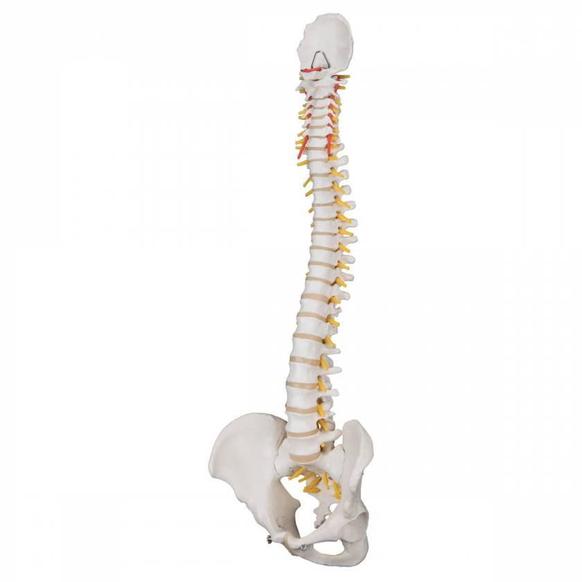 A58/1 Classic Flexible Human Spine Model - 3B Smart Anatomy