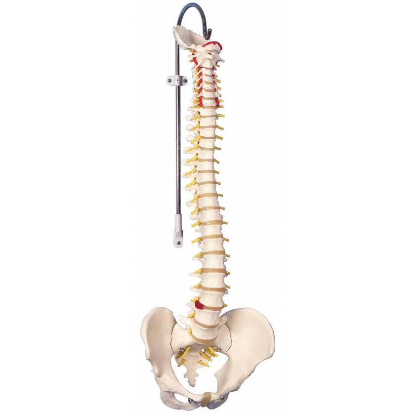 A58/1 Classic Flexible Human Spine Model - 3B Smart Anatomy