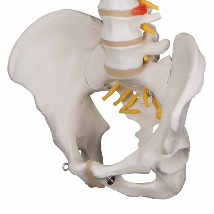 A58/1 Classic Flexible Human Spine Model - 3B Smart Anatomy