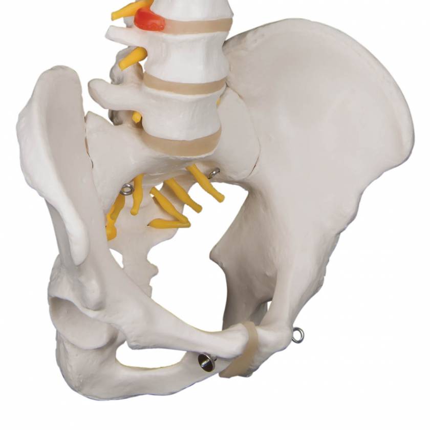 A58/1 Classic Flexible Human Spine Model - 3B Smart Anatomy