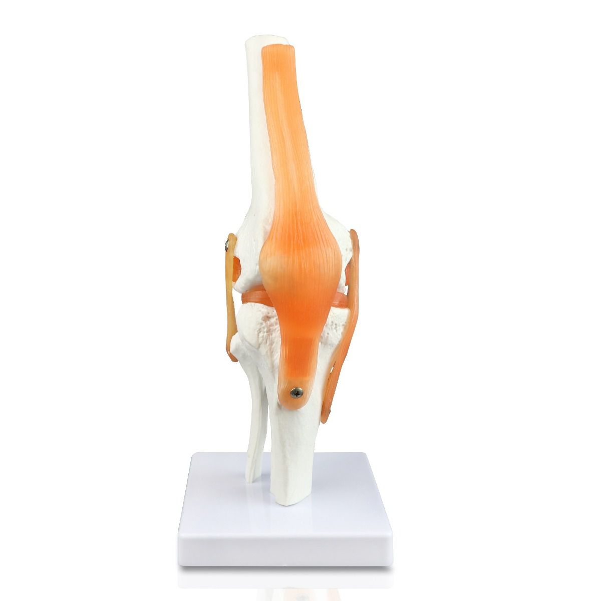 B10212 Knee Joint Model