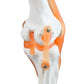 B10212 Knee Joint Model