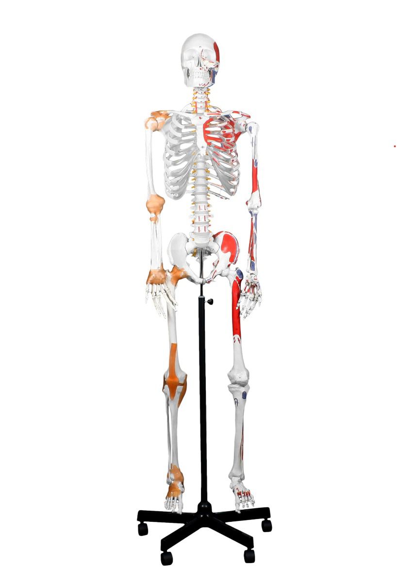B10215 Full-Size Skeleton w/Muscles & Ligaments