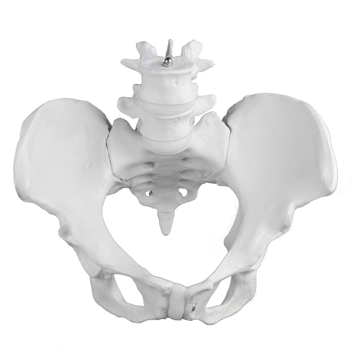 B10217 Female Pelvic Skeleton