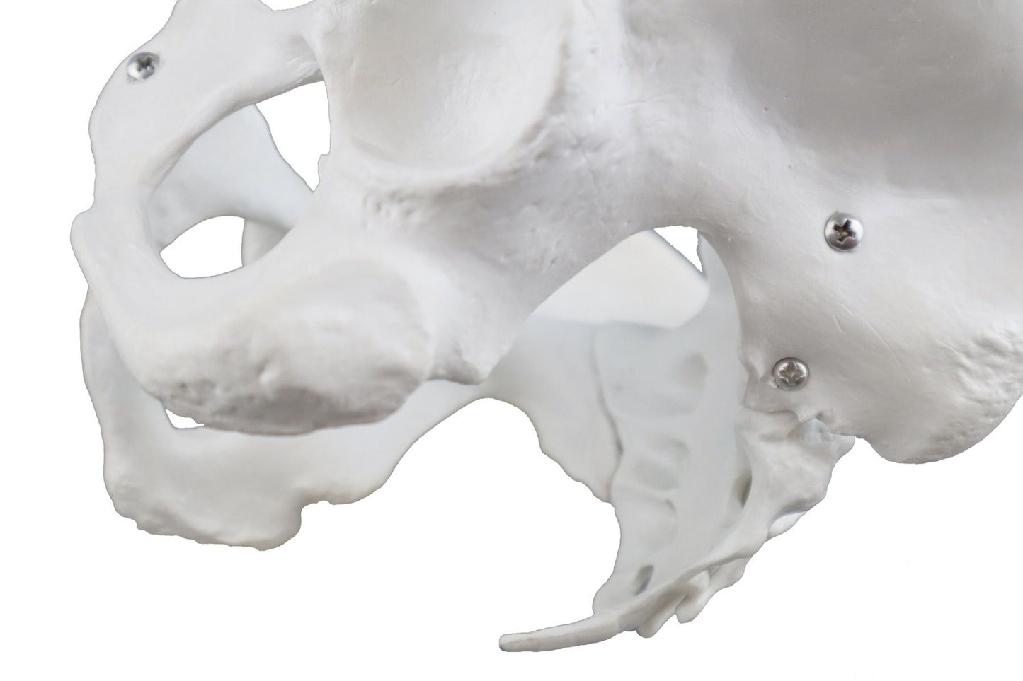 B10217 Female Pelvic Skeleton
