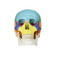 B10218 Colored Classic Skull Model