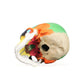 B10218 Colored Classic Skull Model