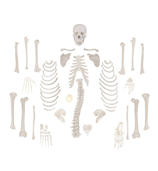 B10220 Disarticulated Human Skeleton