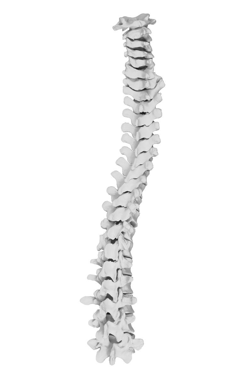 B10220 Disarticulated Human Skeleton