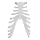 B10220 Disarticulated Human Skeleton