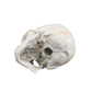 B10221 Numbered Human Skull
