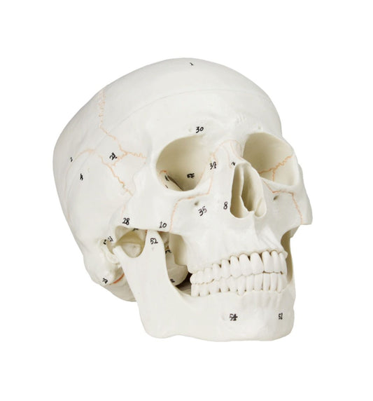 B10221 Numbered Human Skull