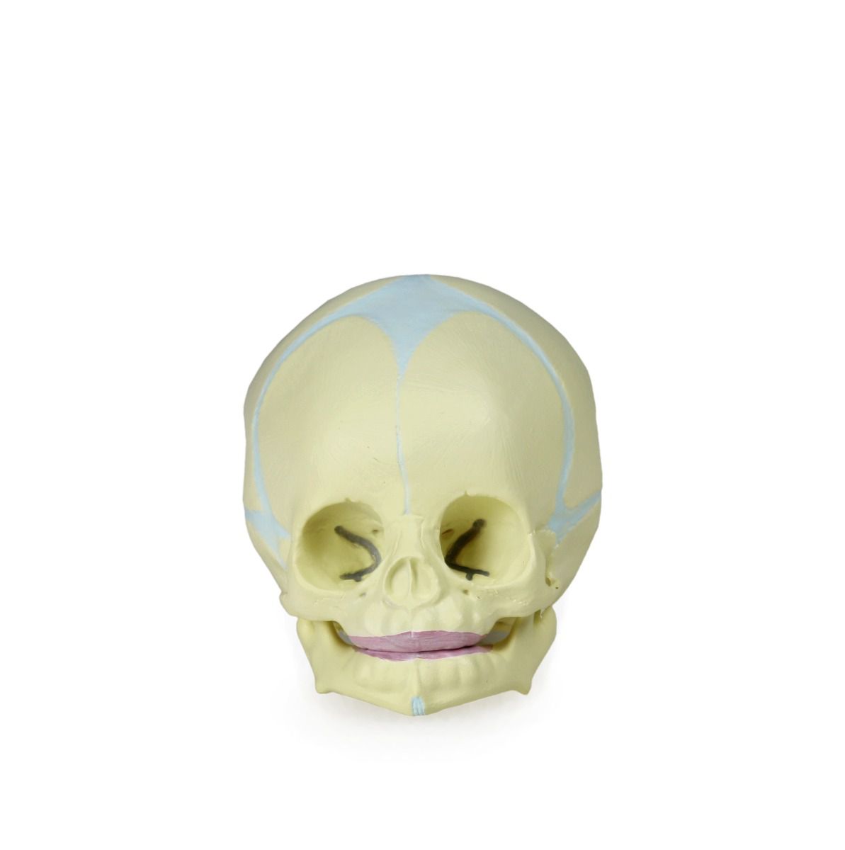 B10222 Human Fetal Skull