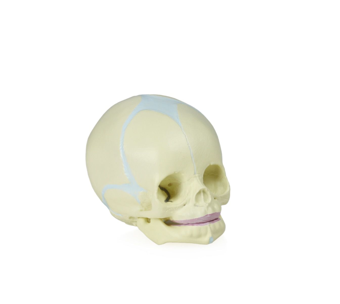 B10222 Human Fetal Skull