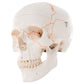 A21 Numbered Human Classic Skull Model, 3 part - 3B Smart Anatomy