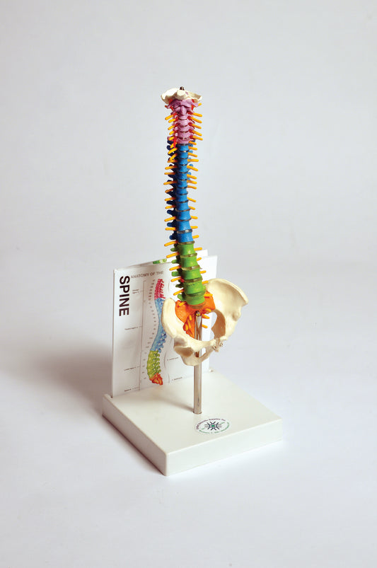 MASPN1 Human Small Spine Model with Fold-Out Guide