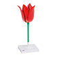 T210101 Tulip (Tulipa gesneriana)