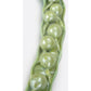 T21020 Canola (Brassica napus ssp. oleifera)