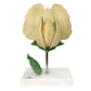 T21026 Pea Blossom (Pisum sativum), Model