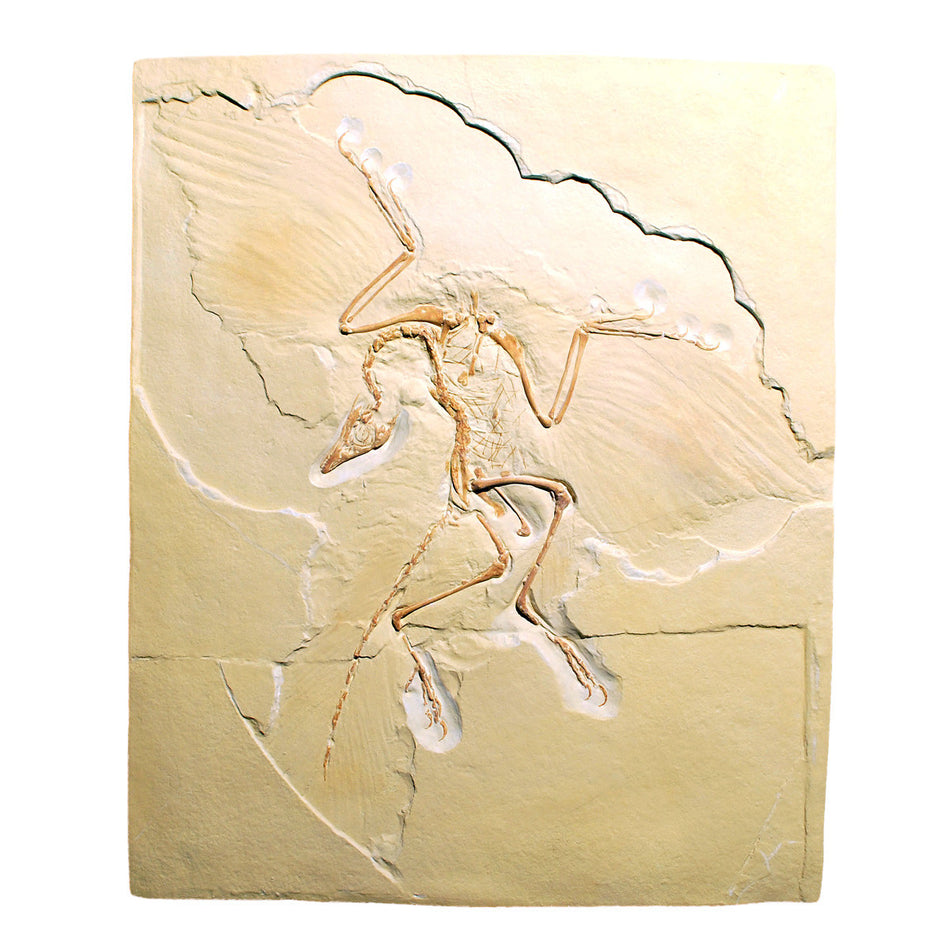 U75005 Archaeopteryx Lithographica