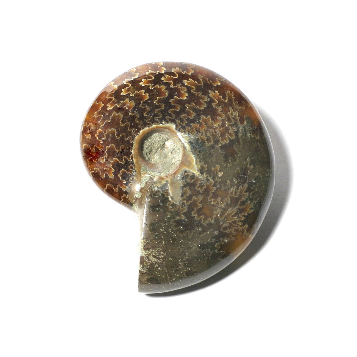 U75015 Ammonite Polished