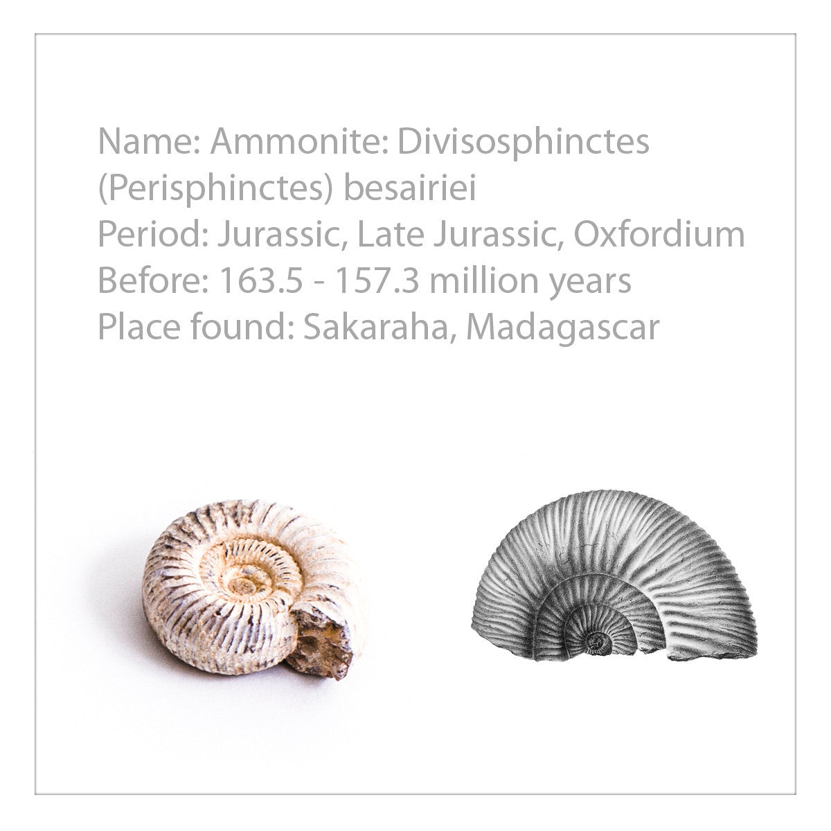 U75025 Stratigraphic Collection 40 Fossils