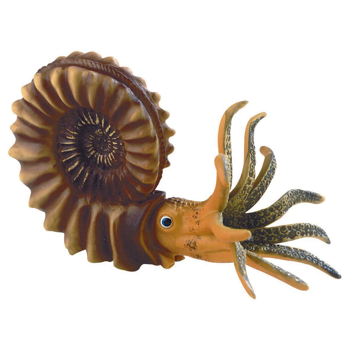 W12400 Ammonite Model