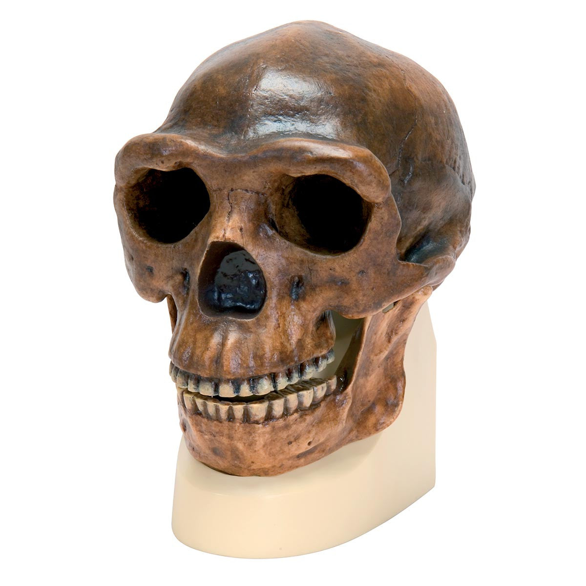 VP750/1 Replica Homo Erectus Pekinensis Skull (Weidenreich, 1940)