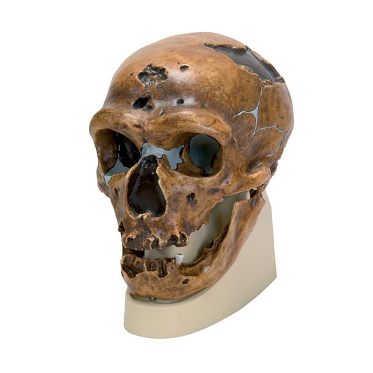 VP751/1 Replica Homo Neanderthalensis Skull (La Chapelle-aux-Saints 1)