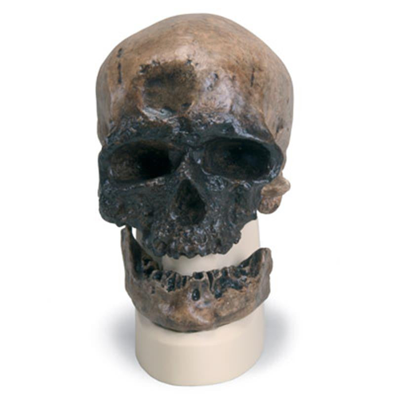VP752/1 Replica Homo Sapiens Skull (Crô-Magnon)