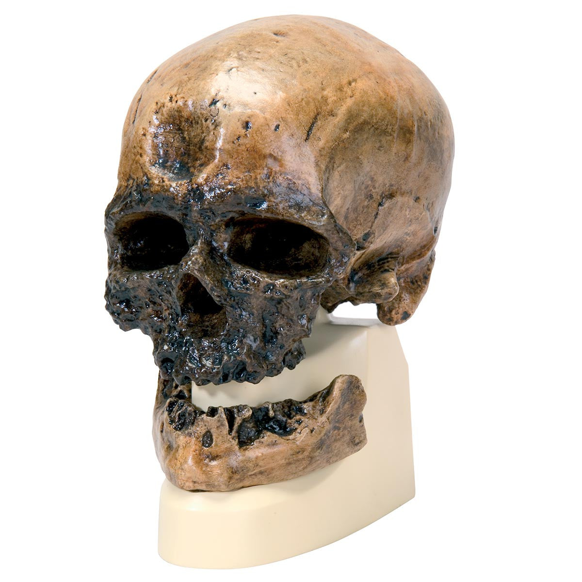 VP752/1 Replica Homo Sapiens Skull (Crô-Magnon)