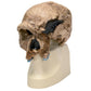 VP753/1 Anthropological Skull Model - Steinheim