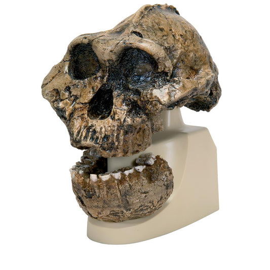 VP755/1 Replica Australopithecus Boisei Skull (KNM-ER 406 + Omo L7A-125)